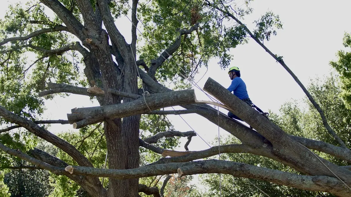 Professional Hazardous Tree Removal performed by certified arborists in Ireland